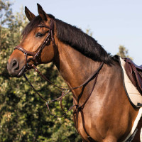 Мартінгал Dark Brown від Acavallo