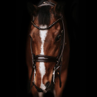 Оголів'я Edinburgh Brown/Brown від Utzon Equestrian Оголів'я Edinburgh Brown/Brown від Utzon Equestrian