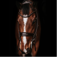 Оголів'я Edinburgh Brown/Brown від Utzon Equestrian