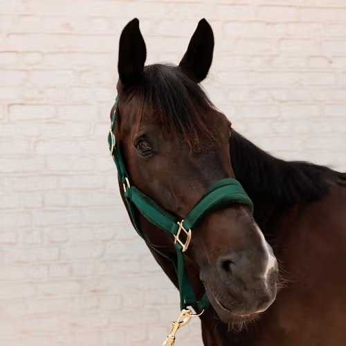 Недоуздок Velvet pine green от Kentucky Horsewear